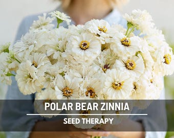 Semillas de Zinnia Oso Polar: Flor tradicional, flores blancas, atrae polinizadores, fácil de cultivar / 100 semillas