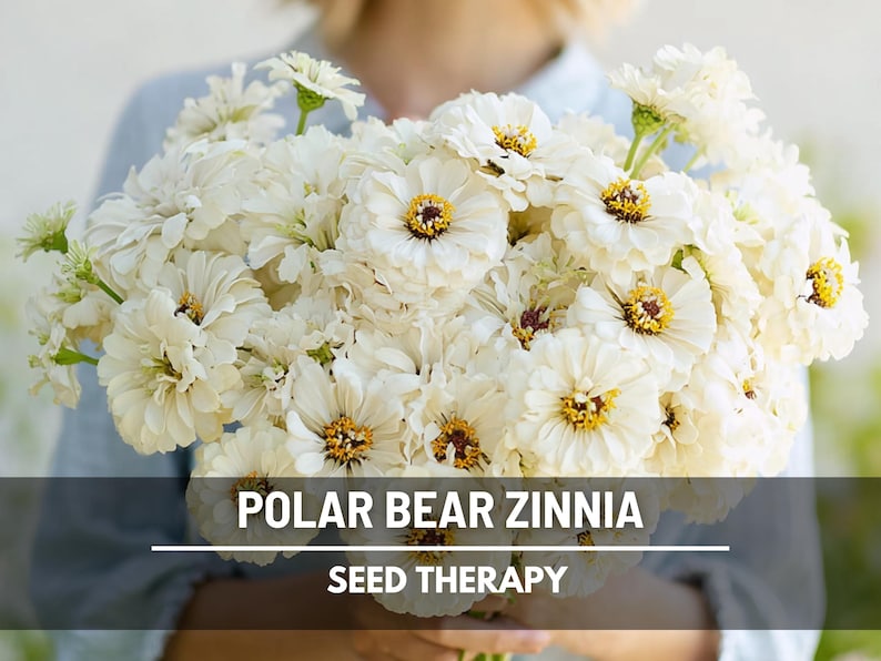 Polar Bear Zinnia Seeds – Heirloom Flower, Pure White Blooms, Attracts Pollinators, Easy to Grow | 100 Seeds image 1