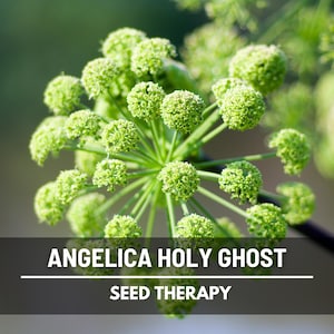 Close-up of Angelica Holy Ghost flower umbels with fresh green blooms – Seed Therapy