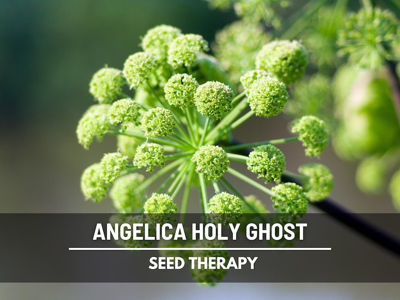Close-up of Angelica Holy Ghost flower umbels with fresh green blooms – Seed Therapy