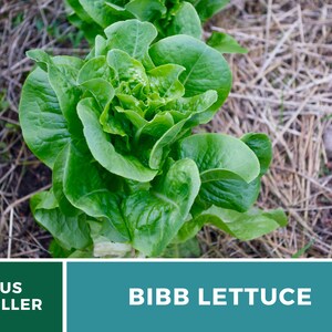 Summer Bibb Lettuce Seeds, Heat Tolerant Butterhead, Slow Bolting for Warm Weather, Heirloom, 500 Seeds image 7