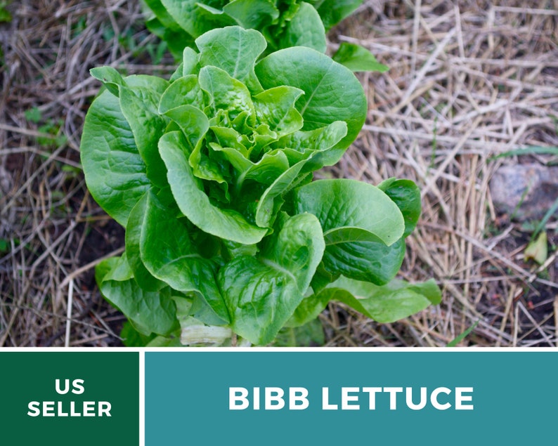 Summer Bibb Lettuce Seeds, Heat Tolerant Butterhead, Slow Bolting for Warm Weather, Heirloom, 500 Seeds image 7