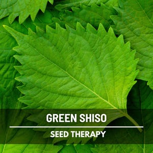 Green Shiso Seeds – Heirloom Herb, Asian Medicinal & Culinary Plant, Minty Flavor, Non-GMO, Garden Gift | 200 Seeds