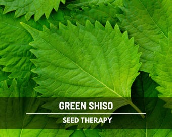Green Shiso Seeds – Heirloom Herb, Asian Medicinal & Culinary Plant, Minty Flavor, Non-GMO, Garden Gift | 200 Seeds