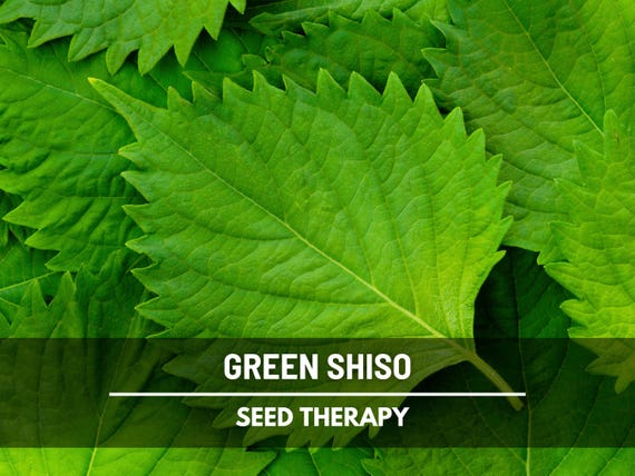 Green Shiso Seeds – Heirloom Herb, Asian Medicinal & Culinary Plant, Minty Flavor, Non-GMO, Garden Gift | 200 Seeds