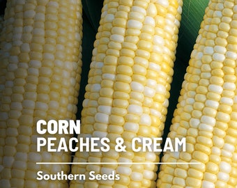 Corn, Peaches & Cream - 60 Seeds - Sweet Corn - Hybrid Vegetable - Non-GMO (Zea mays)