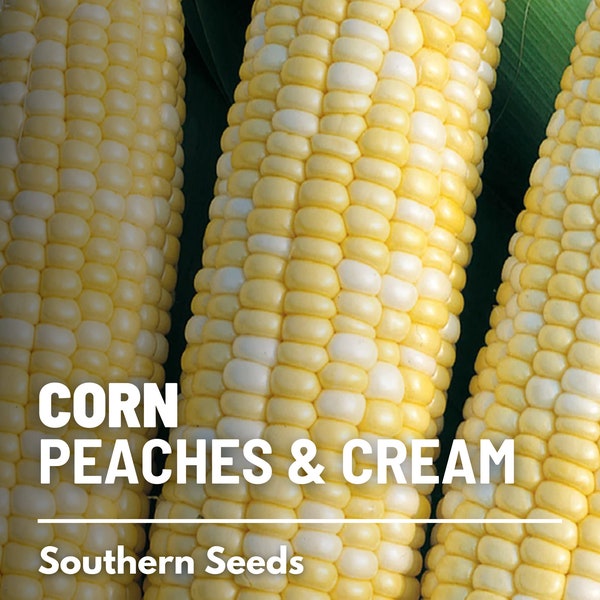 Corn, Peaches & Cream - 60 Seeds - Sweet Corn - Hybrid Vegetable - Non-GMO (Zea mays)