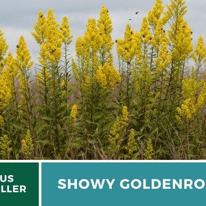 May include: A close-up of a patch of Showy Goldenrod, a tall wildflower with bright yellow blooms. The plant is in full bloom and attracts bees and other pollinators. The text "US SELLER" and "SHOWY GOLDENROD" is visible at the bottom of the image.
