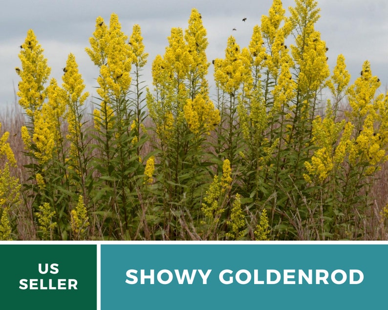 May include: A close-up of a patch of Showy Goldenrod, a tall wildflower with bright yellow blooms. The plant is in full bloom and attracts bees and other pollinators. The text "US SELLER" and "SHOWY GOLDENROD" is visible at the bottom of the image.