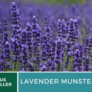Op de afbeelding: Close-up van levendige paarse Lavender Munstead bloemen in volle bloei. De afbeelding toont de dichte, getextureerde bloemaren tegen een wazige groene achtergrond. De tekst "US SELLER" en "LAVENDER MUNSTEAD" worden weergegeven.