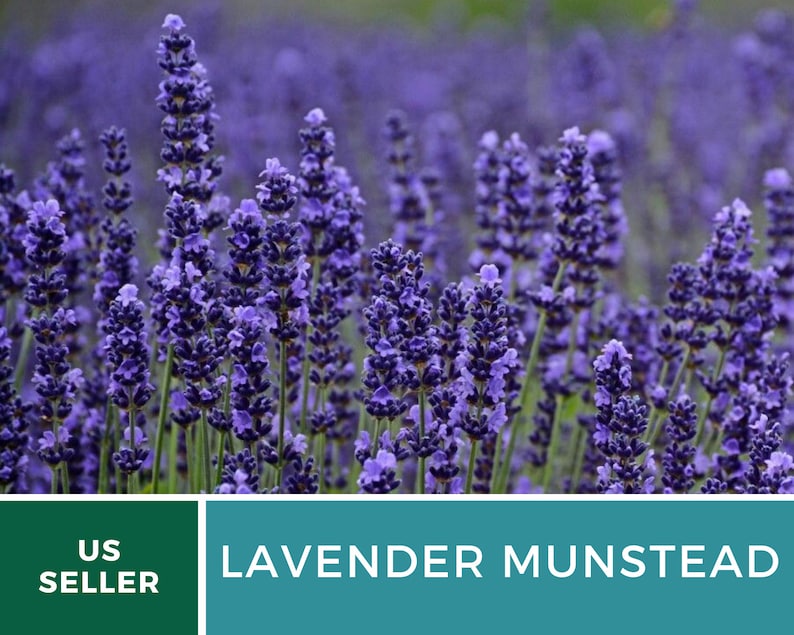 Op de afbeelding: Close-up van levendige paarse Lavender Munstead bloemen in volle bloei. De afbeelding toont de dichte, getextureerde bloemaren tegen een wazige groene achtergrond. De tekst "US SELLER" en "LAVENDER MUNSTEAD" worden weergegeven.