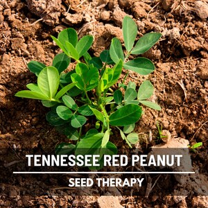 May include: A close-up shot of a young Tennessee Red Peanut plant with vibrant green leaves emerging from brown soil. The image includes the text "TENNESSEE RED PEANUT" and "SEED THERAPY" in white font.