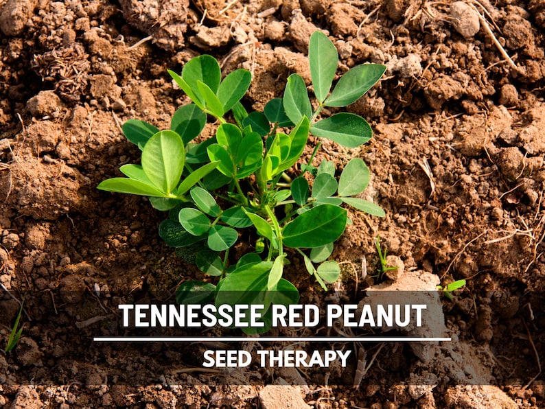 May include: A close-up shot of a young Tennessee Red Peanut plant with vibrant green leaves emerging from brown soil. The image includes the text "TENNESSEE RED PEANUT" and "SEED THERAPY" in white font.
