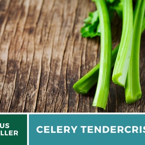 May include: Close-up of a bunch of green celery stalks on a rustic wooden surface. The text "CELERY TENDERCrisp" is displayed below the celery.
