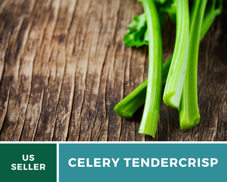 May include: Close-up of a bunch of green celery stalks on a rustic wooden surface. The text "CELERY TENDERCrisp" is displayed below the celery.