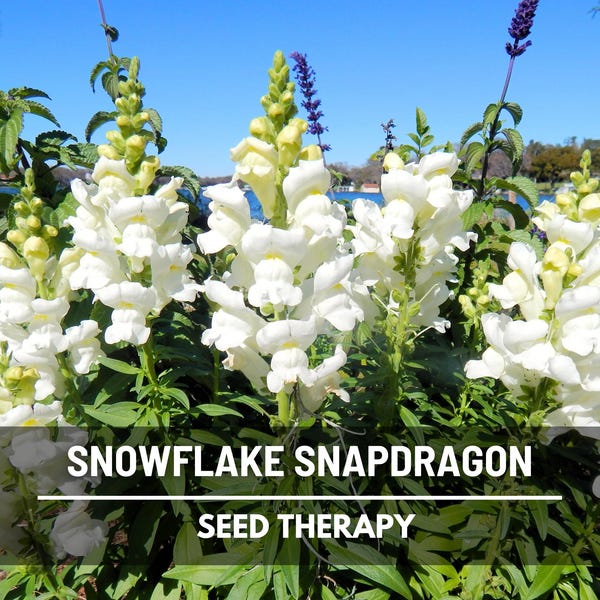 Snowflake Snapdragon Seeds - Heirloom Classic White Cut Flowers (200 Seeds)