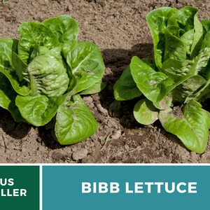 Summer Bibb Lettuce Seeds, Heat Tolerant Butterhead, Slow Bolting for Warm Weather, Heirloom, 500 Seeds image 4