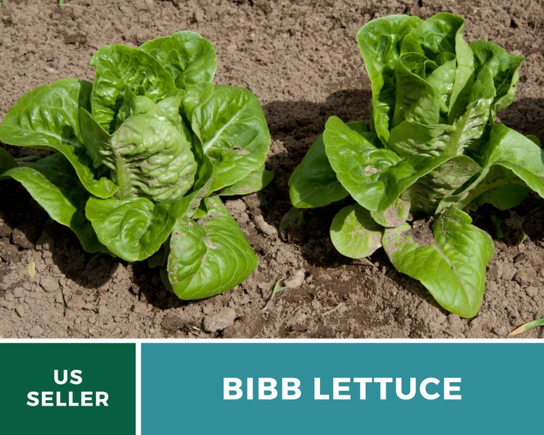 Summer Bibb Lettuce Seeds, Heat Tolerant Butterhead, Slow Bolting for Warm Weather, Heirloom, 500 Seeds image 4