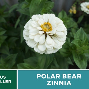 May include: A white zinnia flower with a yellow center. The flower is in bloom and has a delicate, papery texture. The flower is surrounded by green leaves. The text "POLAR BEAR ZINNIA" is displayed below the flower.