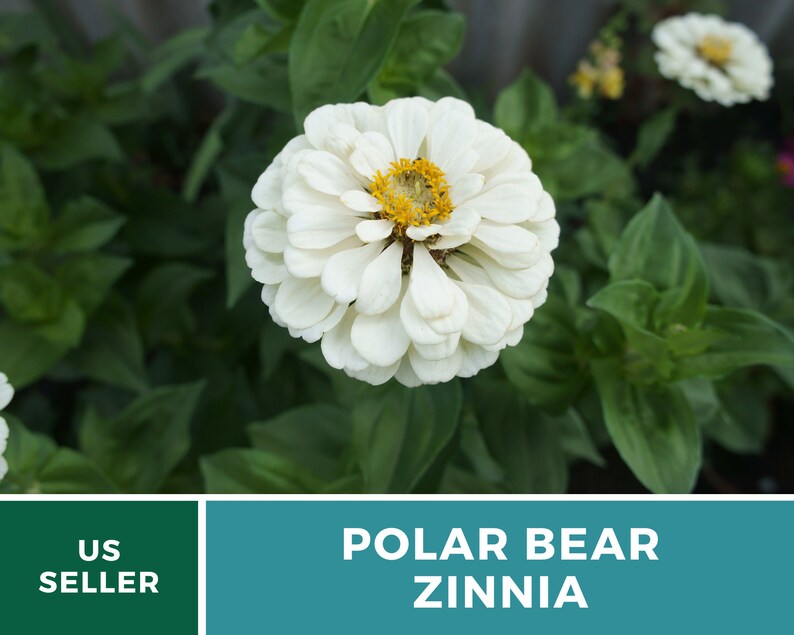 May include: A white zinnia flower with a yellow center. The flower is in bloom and has a delicate, papery texture. The flower is surrounded by green leaves. The text "POLAR BEAR ZINNIA" is displayed below the flower.