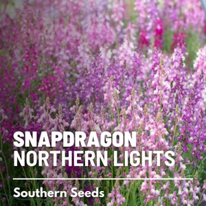 Snapdragon, Northern Lights Mix - 200 Seeds - Heirloom Flower, Pastel Flowers, Wildflowers, Cut Flowers & Arrangements  (Antirrhinum majus)