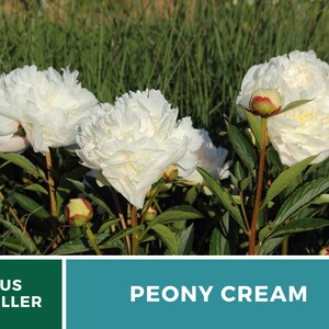 May include: Close-up of white peony flowers with green leaves and buds. The flowers are in full bloom and have a creamy white color. The text "PEONY CREAM" is displayed below the image.