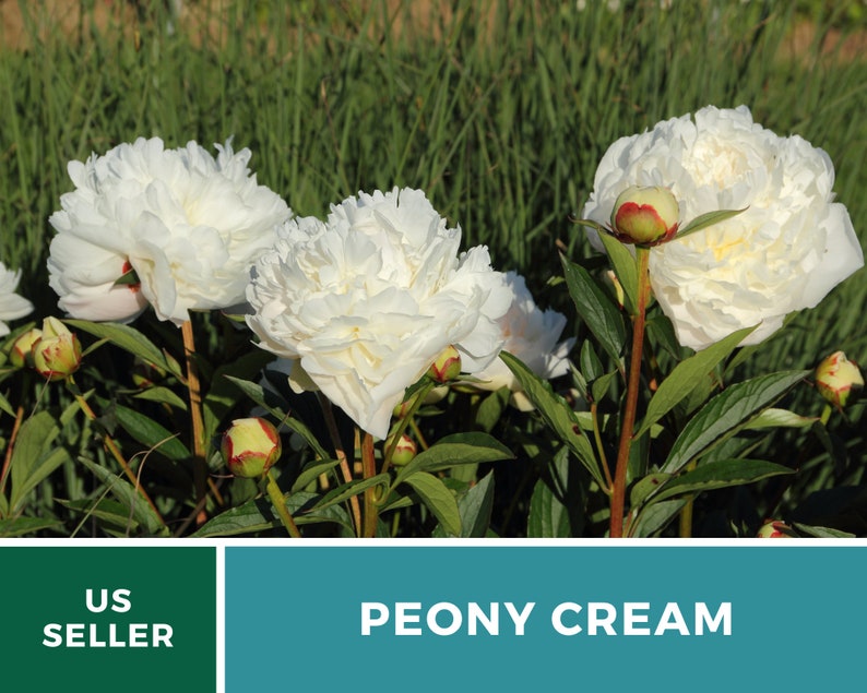 May include: Close-up of white peony flowers with green leaves and buds. The flowers are in full bloom and have a creamy white color. The text "PEONY CREAM" is displayed below the image.