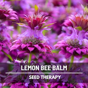 Lemon Mint Bee Balm Seeds – Heirloom Herb, Zesty Lemon Flavor, Tea and Culinary Garden Favorite | 100 Seeds
