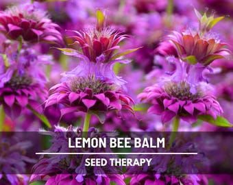 Lemon Mint Bee Balm Seeds – Heirloom Herb, Lemon Bergamot, Zesty Lemon Flavor, Tea and Culinary Garden Favorite | 100 Seeds