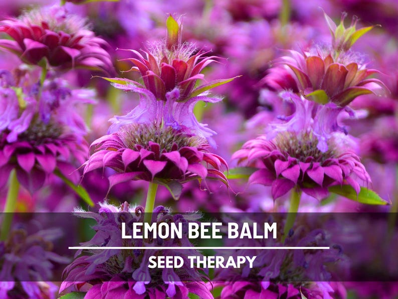 Lemon Bee Balm (Monarda citriodora) in full bloom with clusters of pink-purple flowers – Seed Therapy