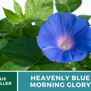 Morning Glory, Heavenly Blue 50 Seeds Heirloom Vine Brilliant Blue Blooms Ipomoea tricolor image 9