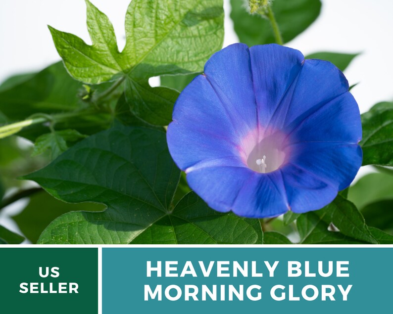 Morning Glory, Heavenly Blue 50 Seeds Heirloom Vine Brilliant Blue Blooms Ipomoea tricolor image 9