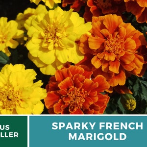 May include: A close-up of a cluster of orange and yellow marigolds. The flowers are in full bloom and have a vibrant color. The text "Sparky French Marigold" is displayed below the flowers.