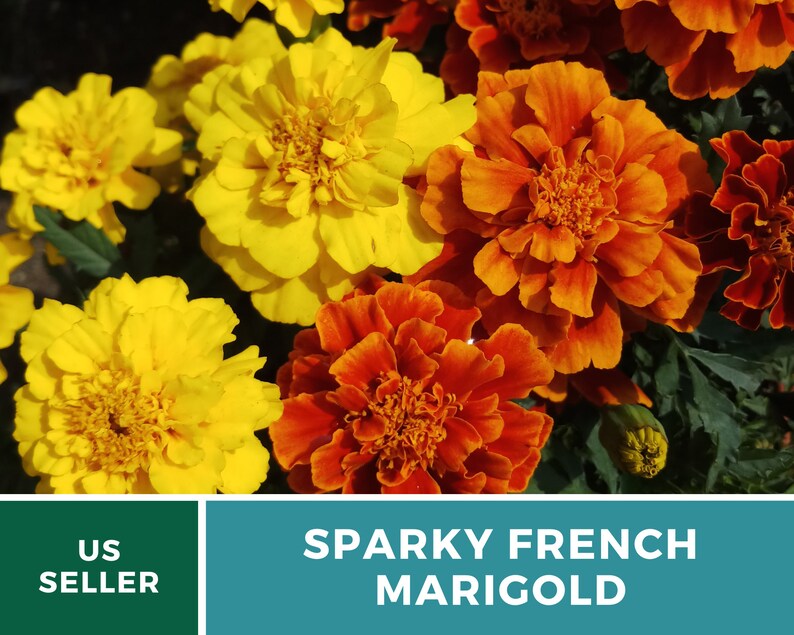 May include: A close-up of a cluster of orange and yellow marigolds. The flowers are in full bloom and have a vibrant color. The text "Sparky French Marigold" is displayed below the flowers.