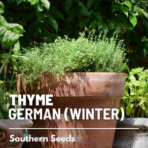 Peut inclure: Un pot en terre cuite rempli de plantes de thym vert. Le pot porte l'inscription "THYME GERMAN (WINTER)" et "Southern Seeds".