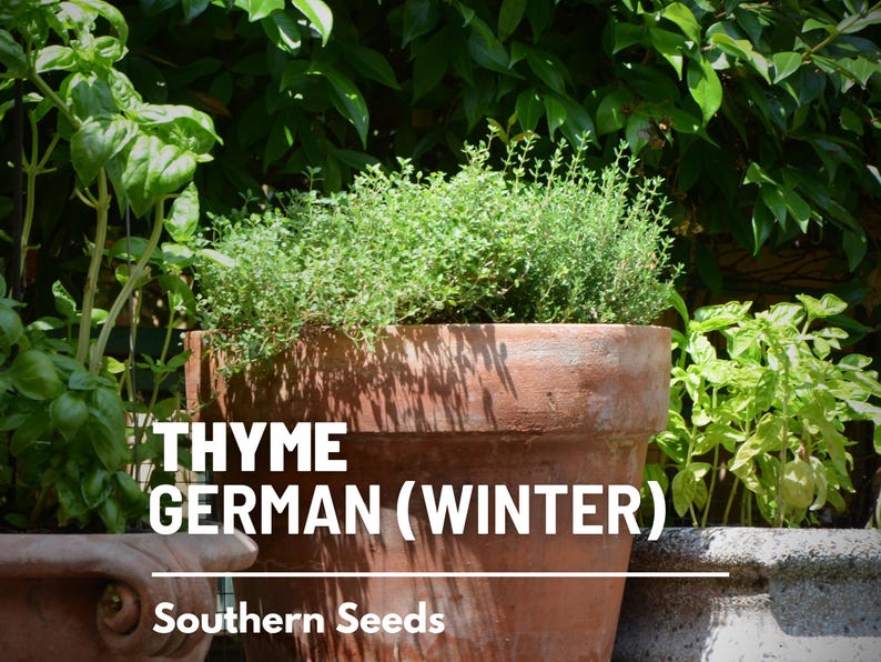 Peut inclure: Un pot en terre cuite rempli de plantes de thym vert. Le pot porte l'inscription "THYME GERMAN (WINTER)" et "Southern Seeds".