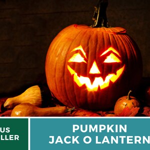May include: A carved orange pumpkin jack-o'-lantern with a lit candle inside. The pumpkin has a wide, toothy grin and is surrounded by fall leaves.
