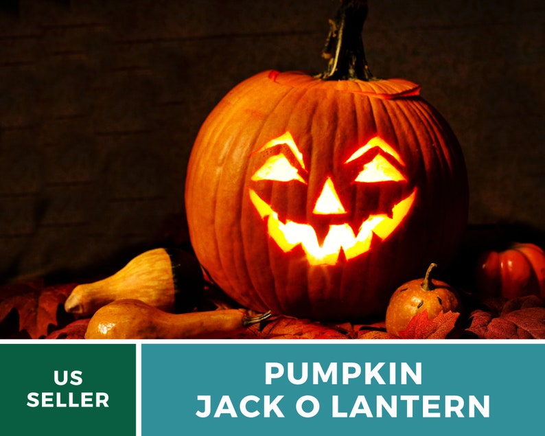 May include: A carved orange pumpkin jack-o'-lantern with a lit candle inside. The pumpkin has a wide, toothy grin and is surrounded by fall leaves.
