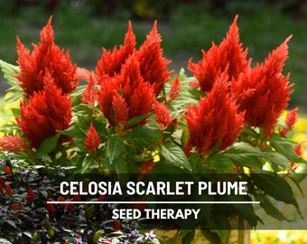 Celosia Scarlet Plume Seeds – Heirloom Ornamental Flower, Non‑GMO & Open Pollinated, Fiery Scarlet Plumes, Cut Flower Favorite | 100 Seeds
