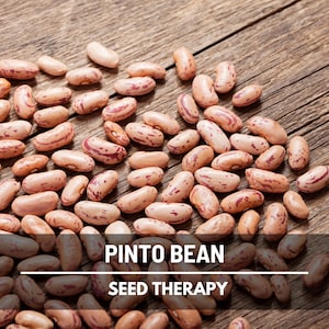 Pinto Bean Seeds – Heirloom Vegetable, Productive Bush Plant, Easy to Grow, Perfect for Home Gardens & Storage | 20 Seeds