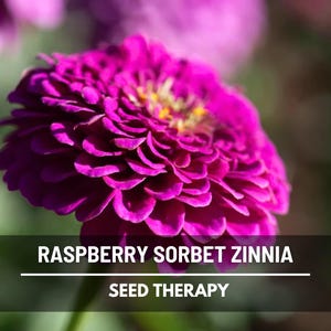 Op de afbeelding: Close-up van een levendige frambozen sorbet zinnia bloem met gelaagde bloemblaadjes en een geel centrum. De afbeelding bevat de tekst "RASPBERRY SORBET ZINNIA" en "SEED THERAPY" op een zwarte banner.