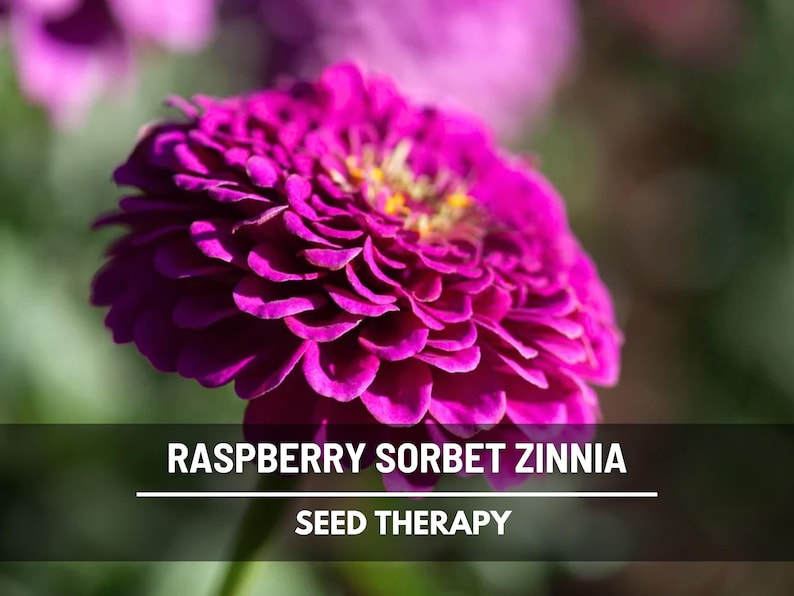 Op de afbeelding: Close-up van een levendige frambozen sorbet zinnia bloem met gelaagde bloemblaadjes en een geel centrum. De afbeelding bevat de tekst "RASPBERRY SORBET ZINNIA" en "SEED THERAPY" op een zwarte banner.