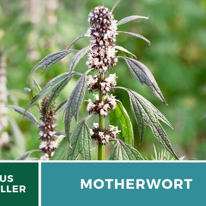 Motherwort 50 Seeds Heirloom Herb Medicinal Delicate Pink Flowers Leonurus cardiaca image 7