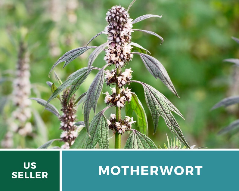 Motherwort 50 Seeds Heirloom Herb Medicinal Delicate Pink Flowers Leonurus cardiaca image 7