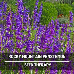 Rocky Mountain Penstemon Seeds – Heirloom, Penstemon strictus, Native Wildflower, Blue Purple Blooms | 100 Seeds