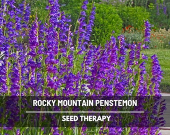 Rocky Mountain Penstemon Seeds – Heirloom, Penstemon strictus, Native Wildflower, Blue Purple Blooms | 100 Seeds