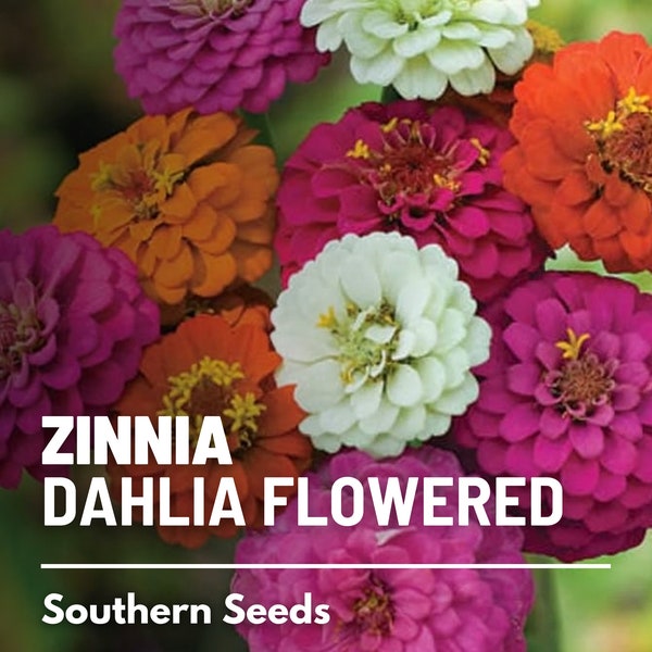Rare Zinnia Seeds Etsy