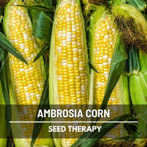 Ambrosia Sweet Corn Seeds, Hybrid Bicolor Yellow White Vegetable Garden (30 Seeds)
