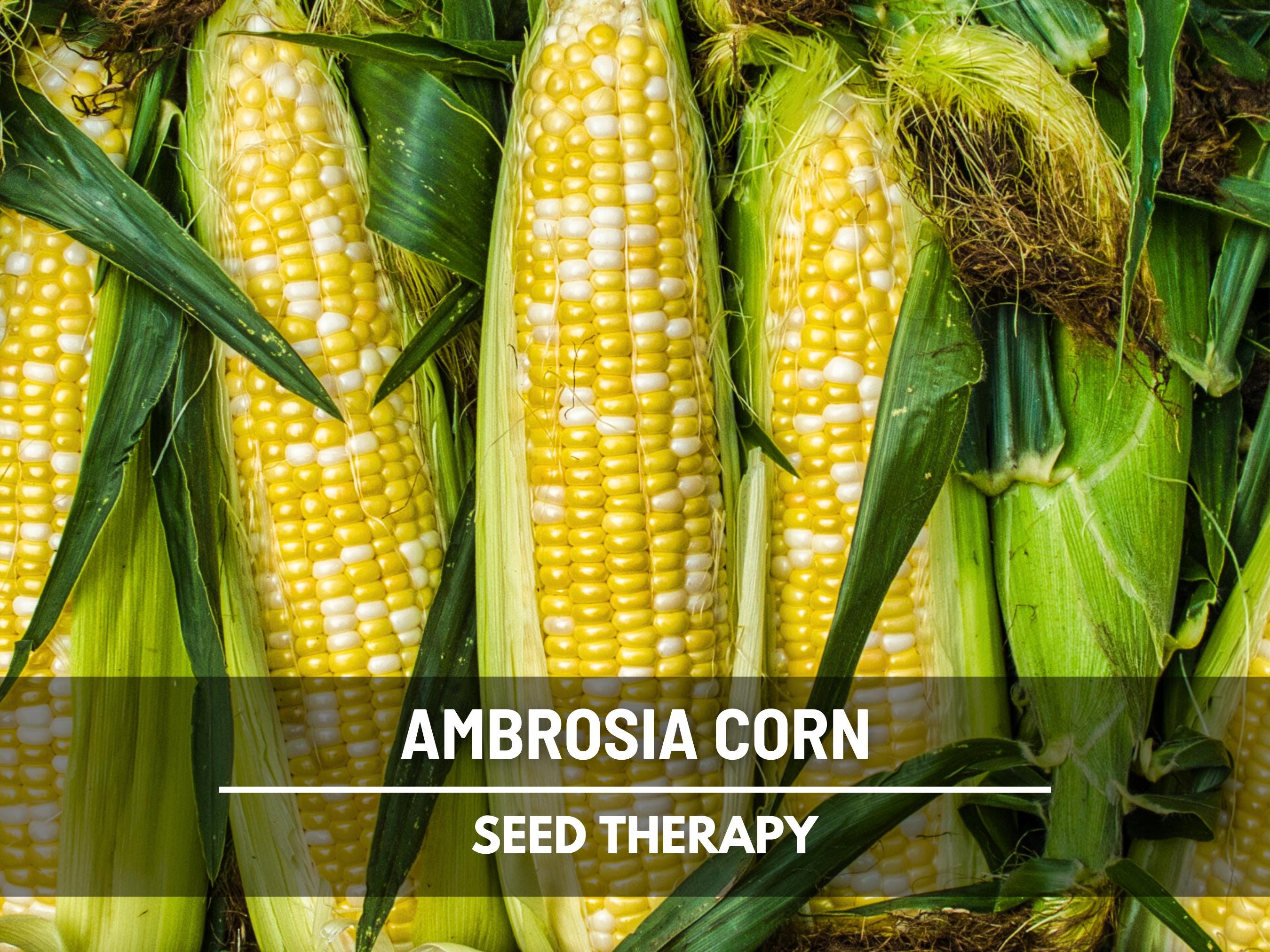 Ambrosia Sweet Corn Seeds, Hybrid Bicolor Yellow White Vegetable Garden ...