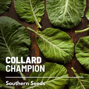 Collard Greens, Champion - 100 Seeds - Heirloom Vegetable - Open Pollinated - Non-GMO (Brassica oleracea)